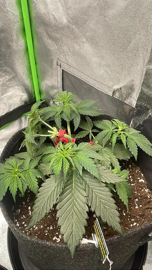 Cherry Popper First Photo run. Week 6
