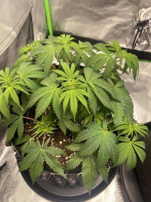 Cherry Popper First Photo run. Week 6