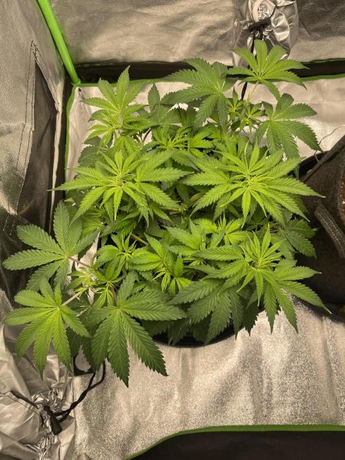 Cherry Popper First Photo run. Week 7