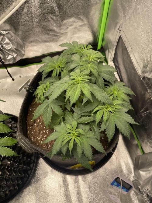 Cherry Popper First Photo run. Week 7