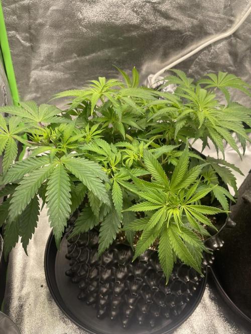 Cherry Popper First Photo run. Week 7