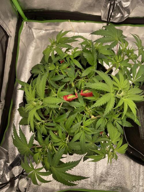 Cherry Popper First Photo run. Week 7