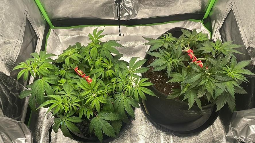 Cherry Popper First Photo run. Week 7