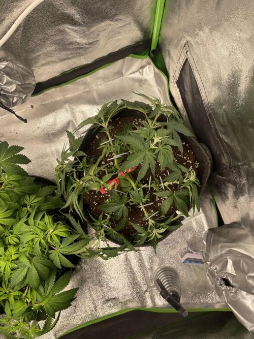 Cherry Popper First Photo run. Week 7