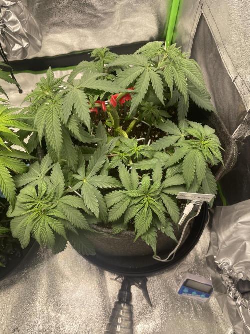 Cherry Popper First Photo run. Week 7