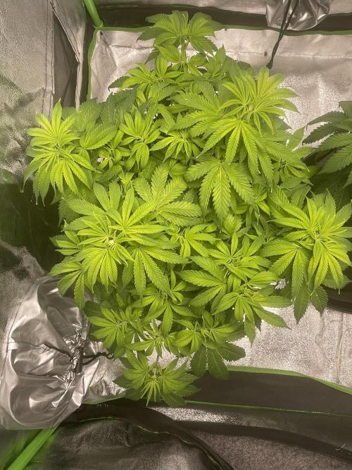 Cherry Popper First Photo run. Week 7