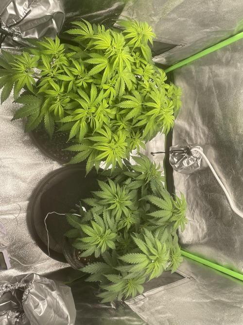 Cherry Popper First Photo run. Week 8
