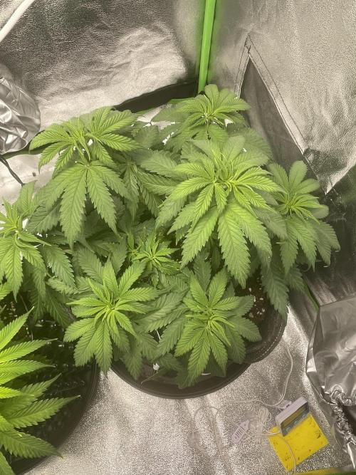 Cherry Popper First Photo run. Week 8