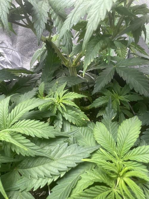 Cherry Popper First Photo run. Week 8