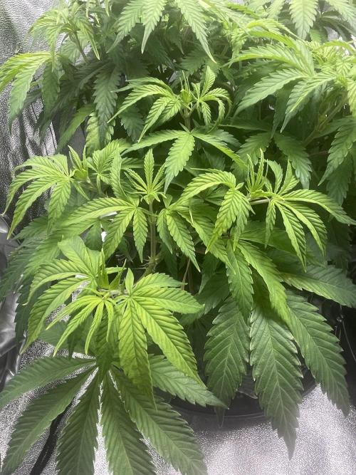 Cherry Popper First Photo run. Week 8