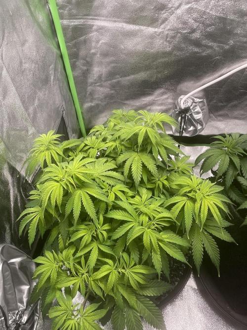 Cherry Popper First Photo run. Week 8