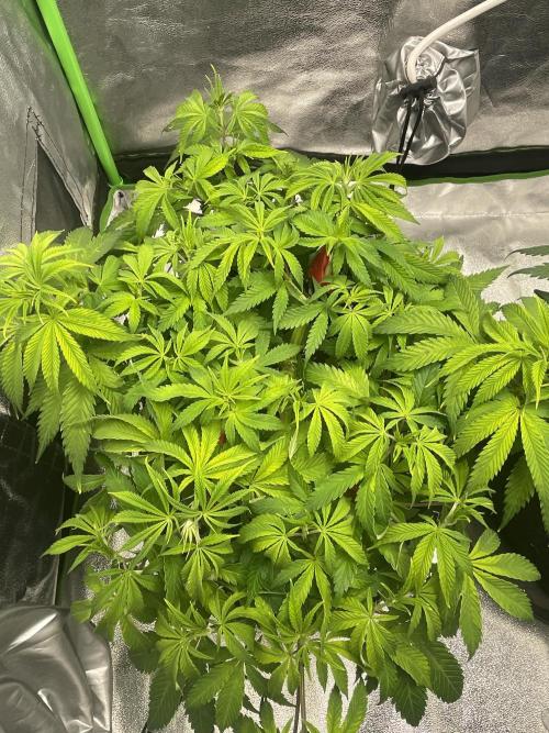 Cherry Popper First Photo run. Week 8