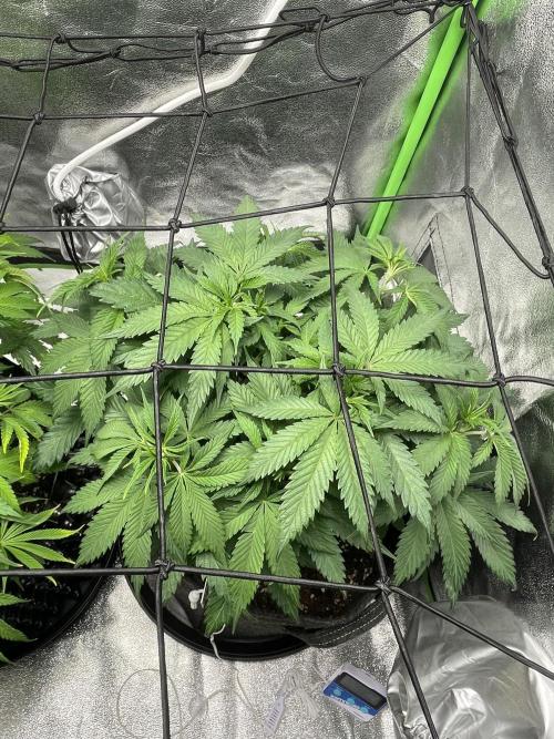 Cherry Popper First Photo run. Week 8