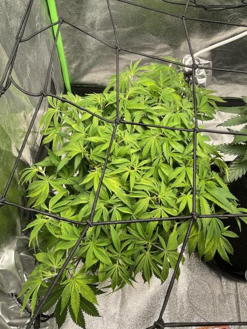 Cherry Popper First Photo run. Week 8