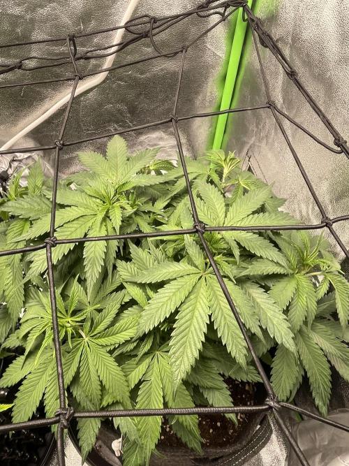 Cherry Popper First Photo run. Week 8