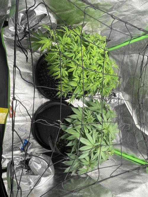 Cherry Popper First Photo run. Week 8