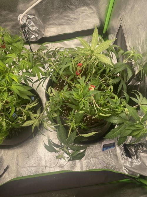 Cherry Popper First Photo run. Week 8