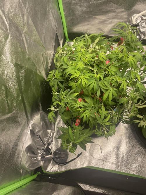 Cherry Popper First Photo run. Week 8