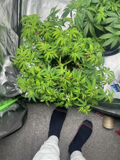 Cherry Popper First Photo run. Week 8