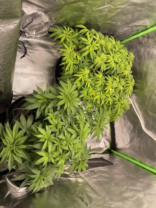 Cherry Popper First Photo run. Week 9