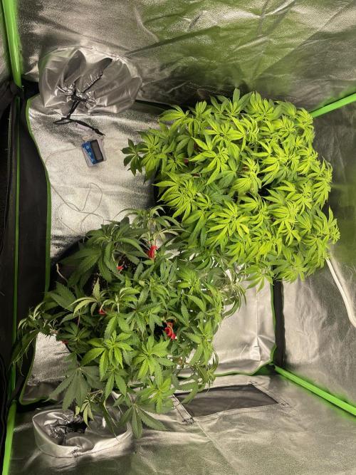 Cherry Popper First Photo run. Week 9