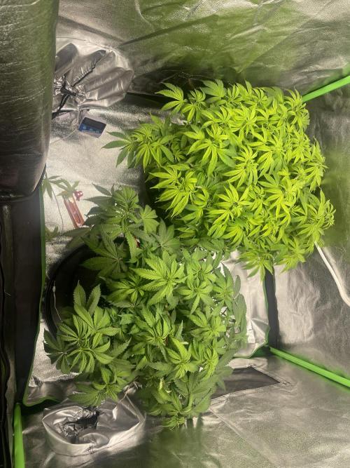 Cherry Popper First Photo run. Week 9