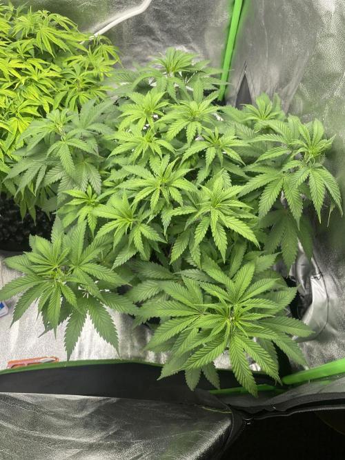 Cherry Popper First Photo run. Week 9