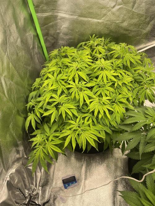 Cherry Popper First Photo run. Week 9