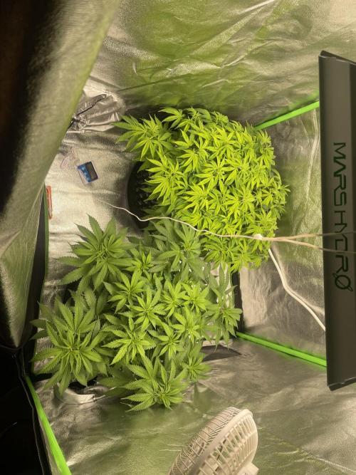 Cherry Popper First Photo run. Week 9