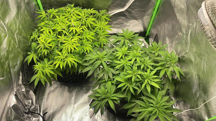 Cherry Popper First Photo run. Week 9