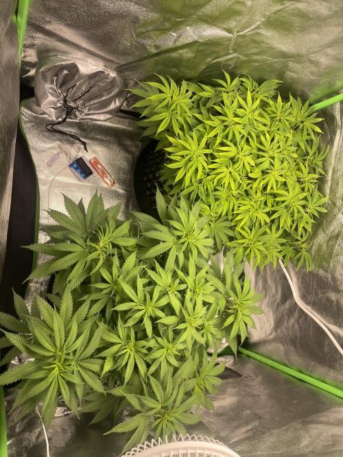 Cherry Popper First Photo run. Week 10