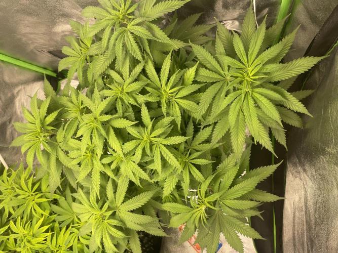 Cherry Popper First Photo run. Week 10