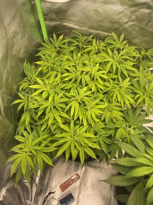 Cherry Popper First Photo run. Week 10
