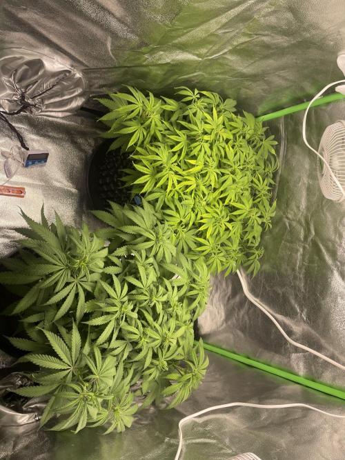 Cherry Popper First Photo run. Week 10
