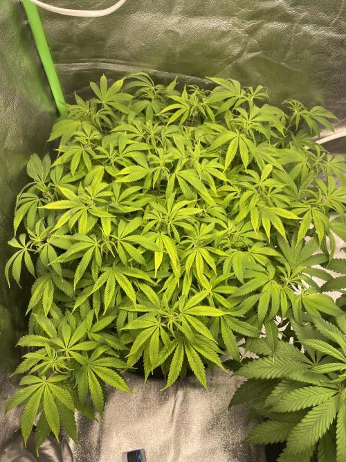 Cherry Popper First Photo run. Week 10