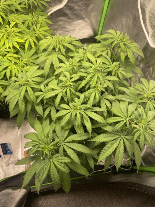 Cherry Popper First Photo run. Week 10