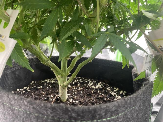 Cherry Popper First Photo run. Week 10