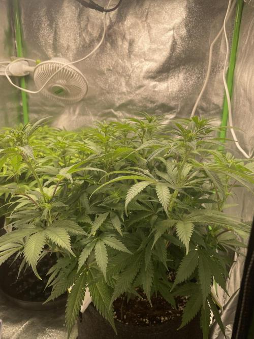 Cherry Popper First Photo run. Week 11