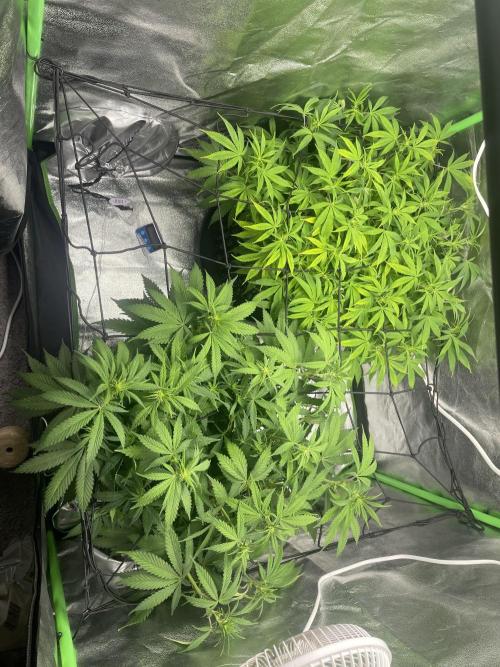 Cherry Popper First Photo run. Week 11
