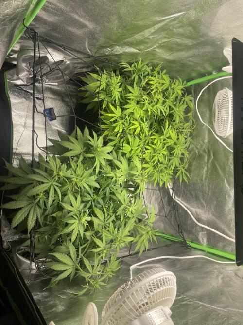 Cherry Popper First Photo run. Week 11