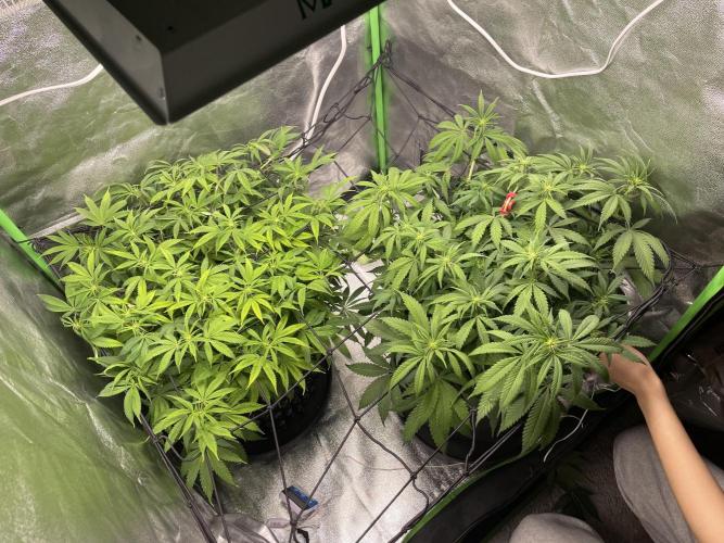 Cherry Popper First Photo run. Week 11