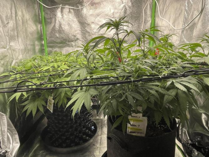 Cherry Popper First Photo run. Week 11