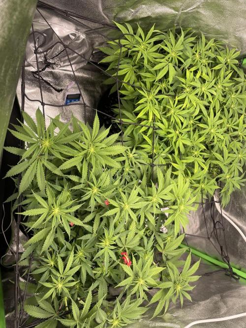 Cherry Popper First Photo run. Week 11