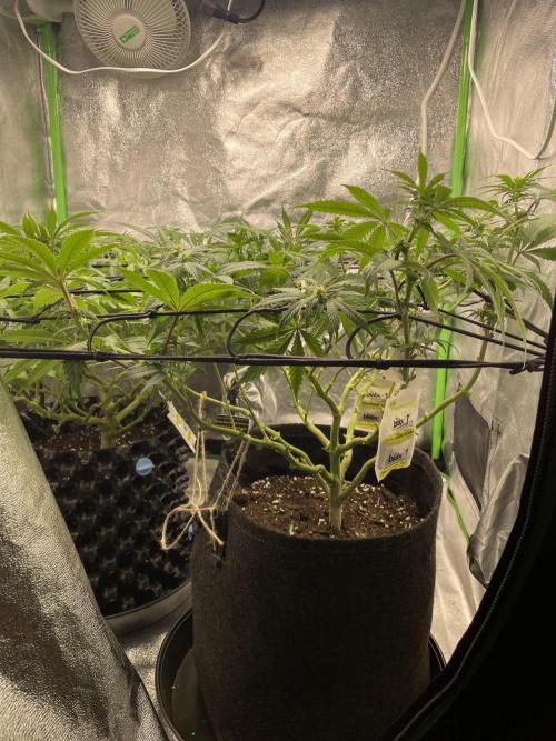 Cherry Popper First Photo run. Week 12