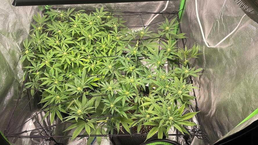 Cherry Popper First Photo run. Week 12