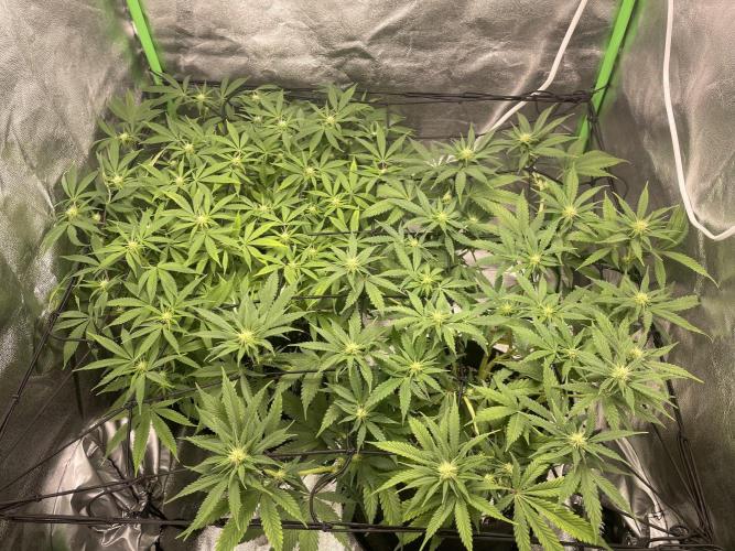 Cherry Popper First Photo run. Week 12