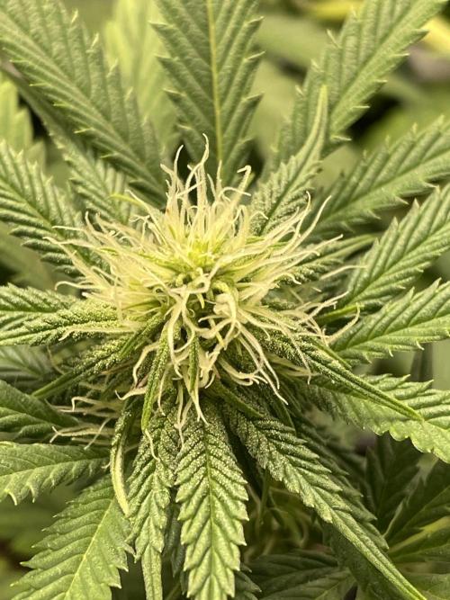 Cherry Popper First Photo run. Week 13