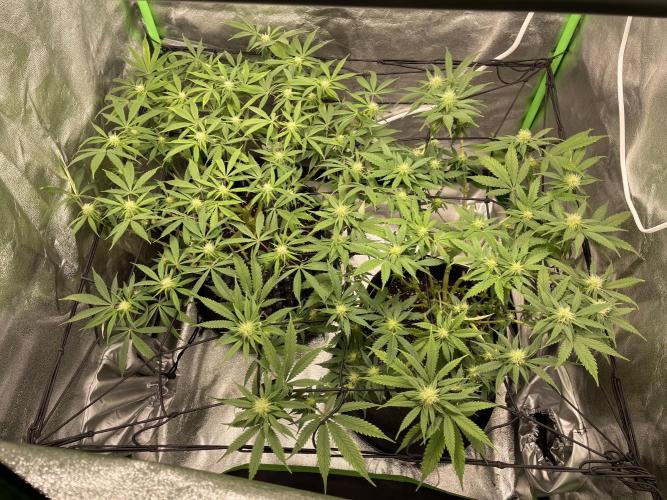 Cherry Popper First Photo run. Week 13