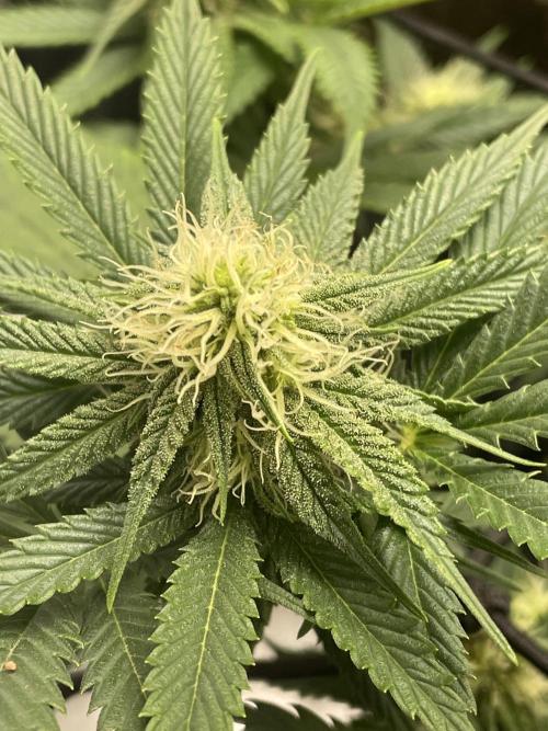 Cherry Popper First Photo run. Week 13