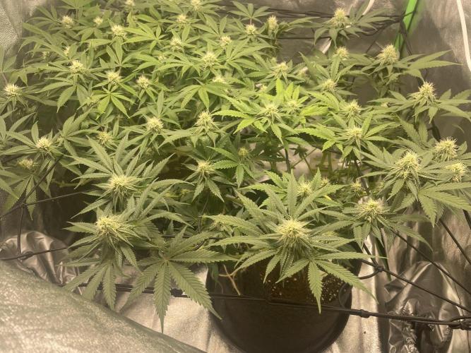 Cherry Popper First Photo run. Week 13